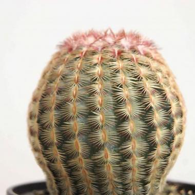 Echinocereus rigidissimus rubrispinus